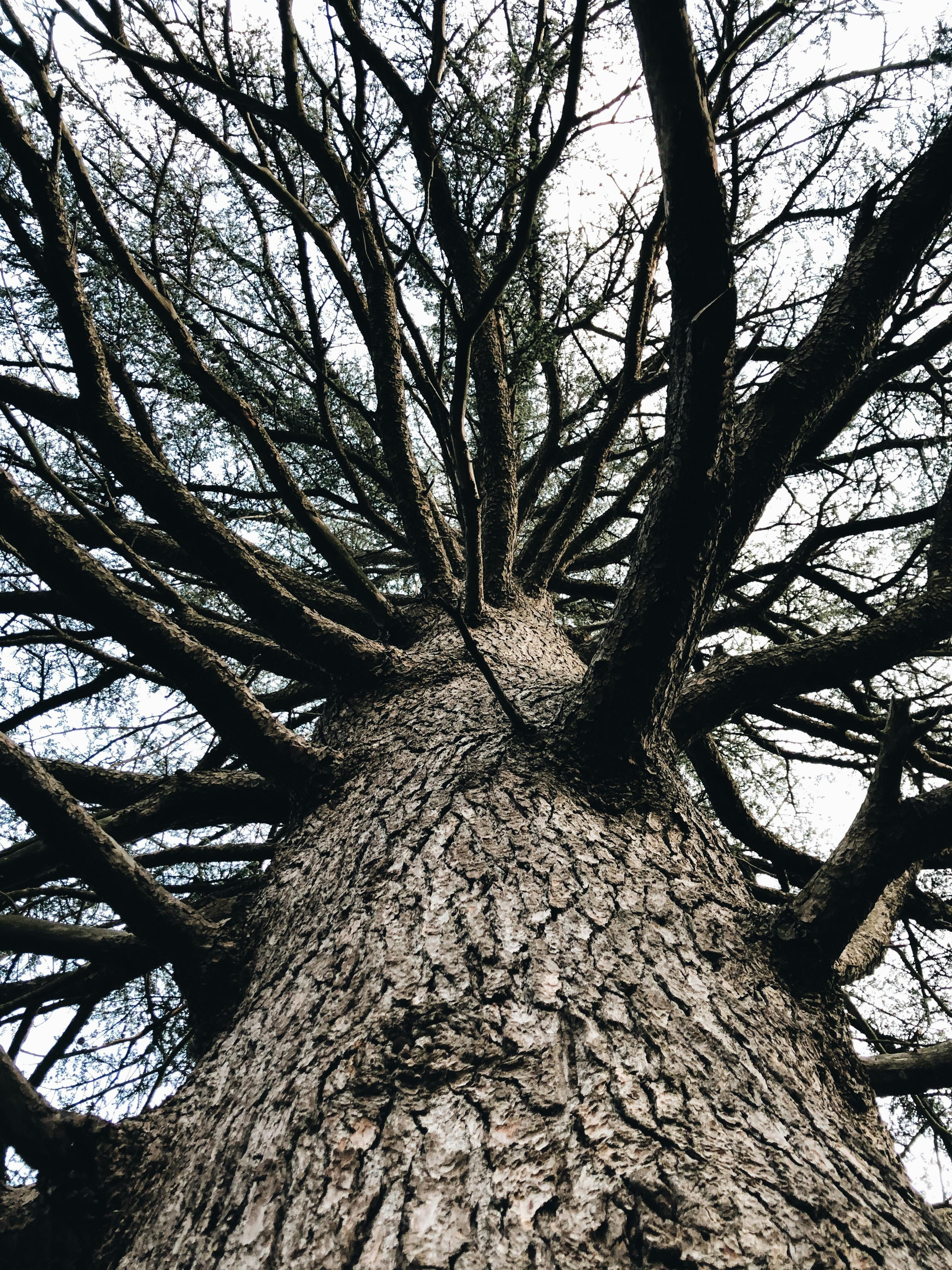 tall leafless tree growing in park