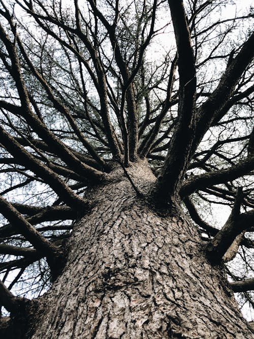 Základová fotografie zdarma na téma bezlistý, denní, divoký