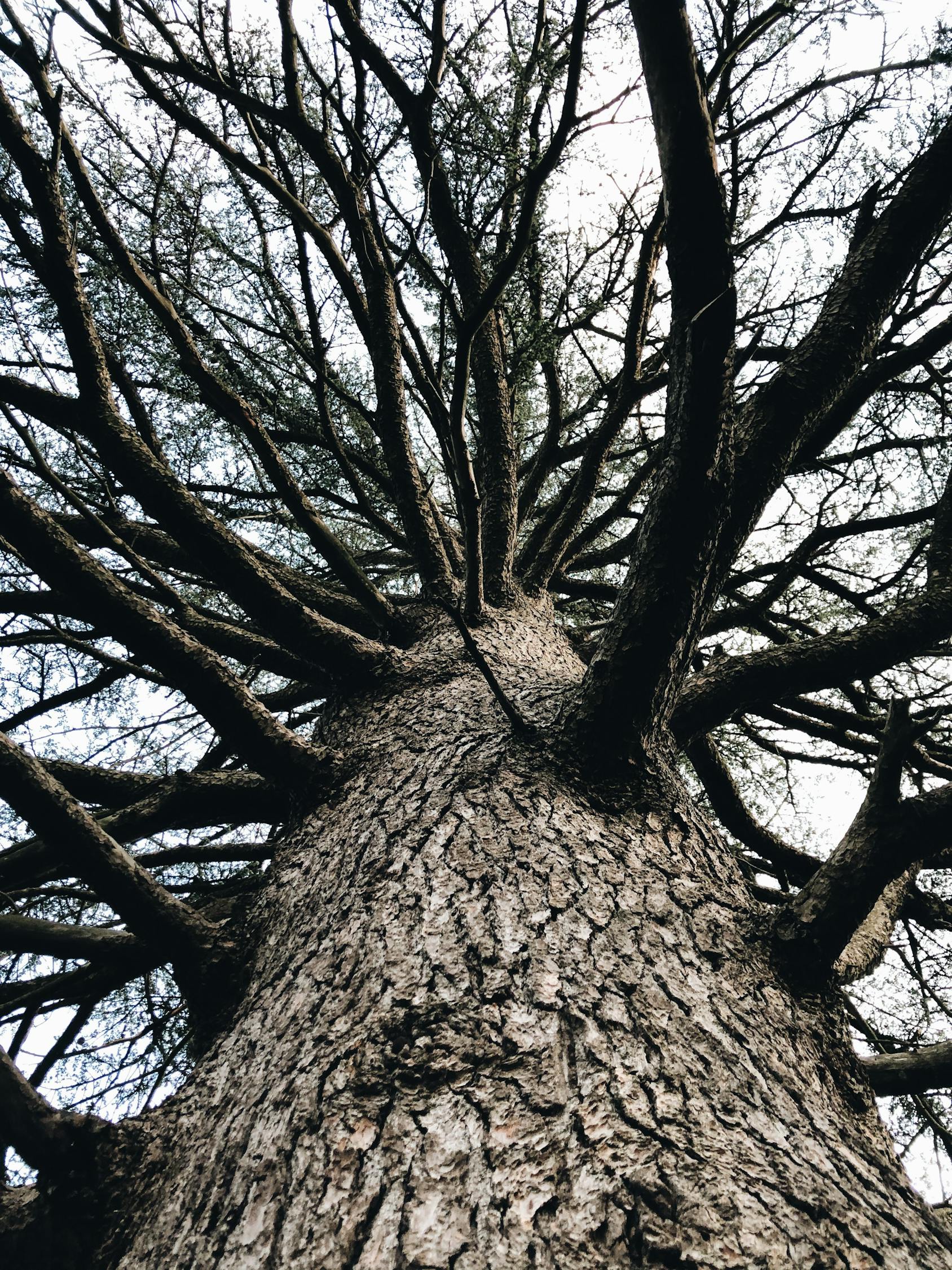 Tall Leafless Tree Growing In Park · Free Stock Photo