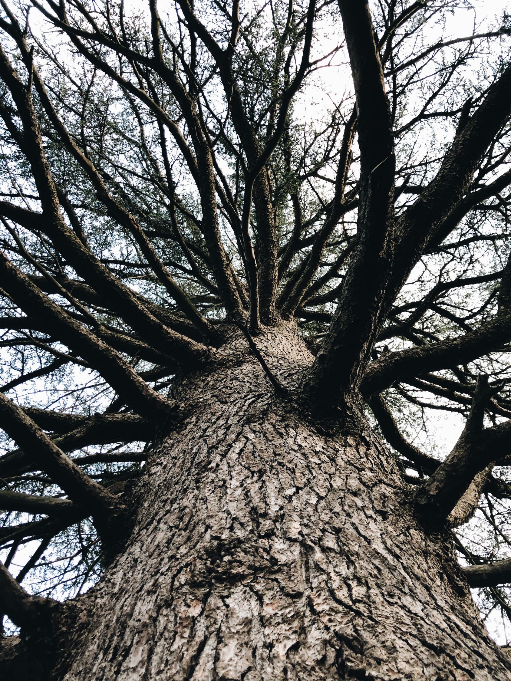 Bushless Tree Tall leafless tree growing in park · Free Stock Photo
