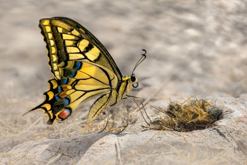 무료 곤충 사진, 나비, 동물의 무료 스톡 사진
