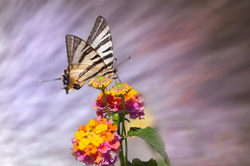 Gratis stockfoto met beest, bloemen, blurry achtergrond Stockfoto