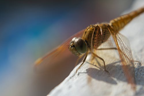 Fotobanka s bezplatnými fotkami na tému entomológia, hmyz, lietať