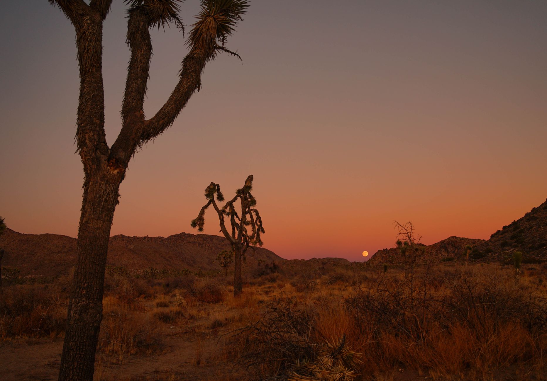 Joshua Tree