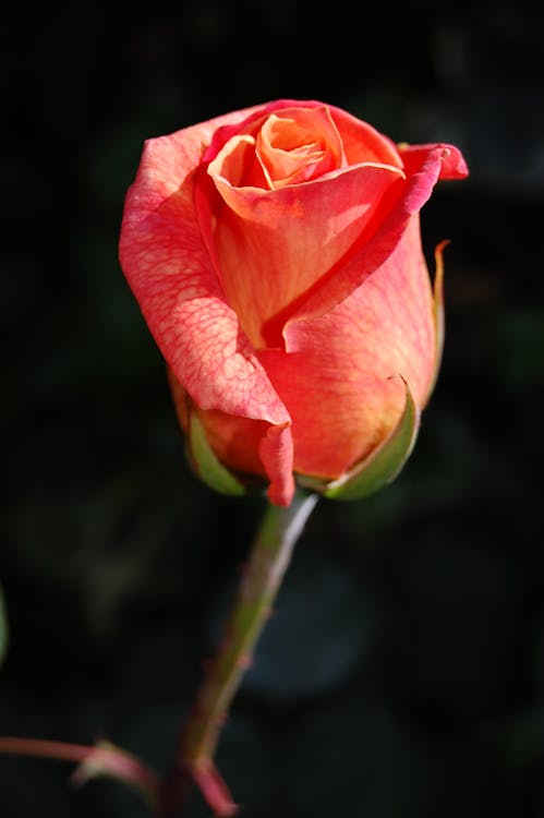 Free Pink Rose Plant Stock Photo
