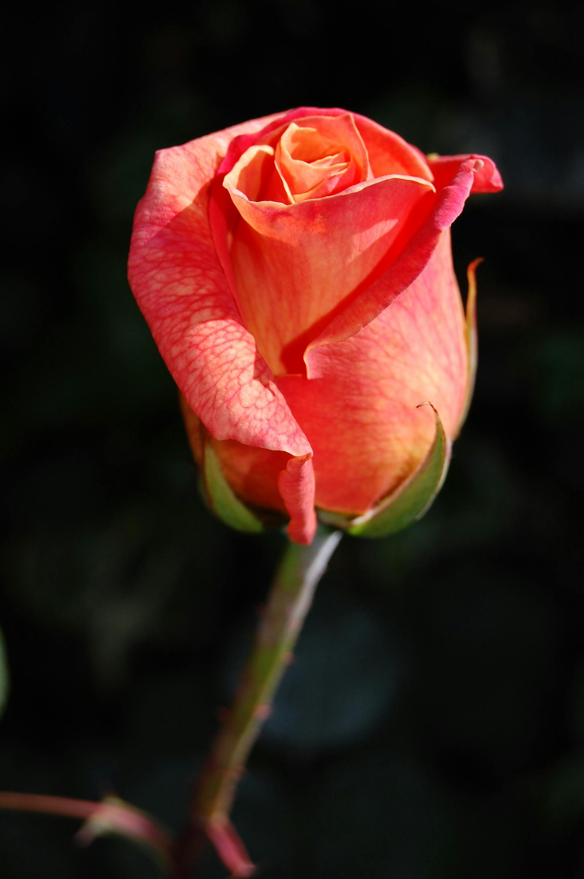 玫瑰 植物摄影壁纸_植物_太平洋科技