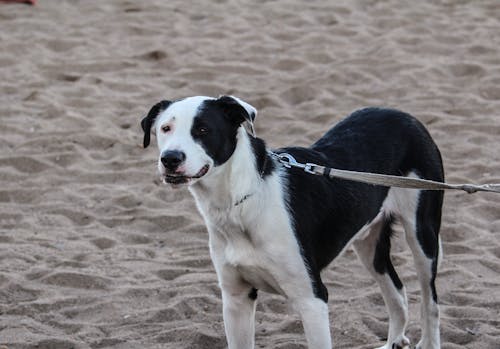 Free stock photo of beach, dog, sand