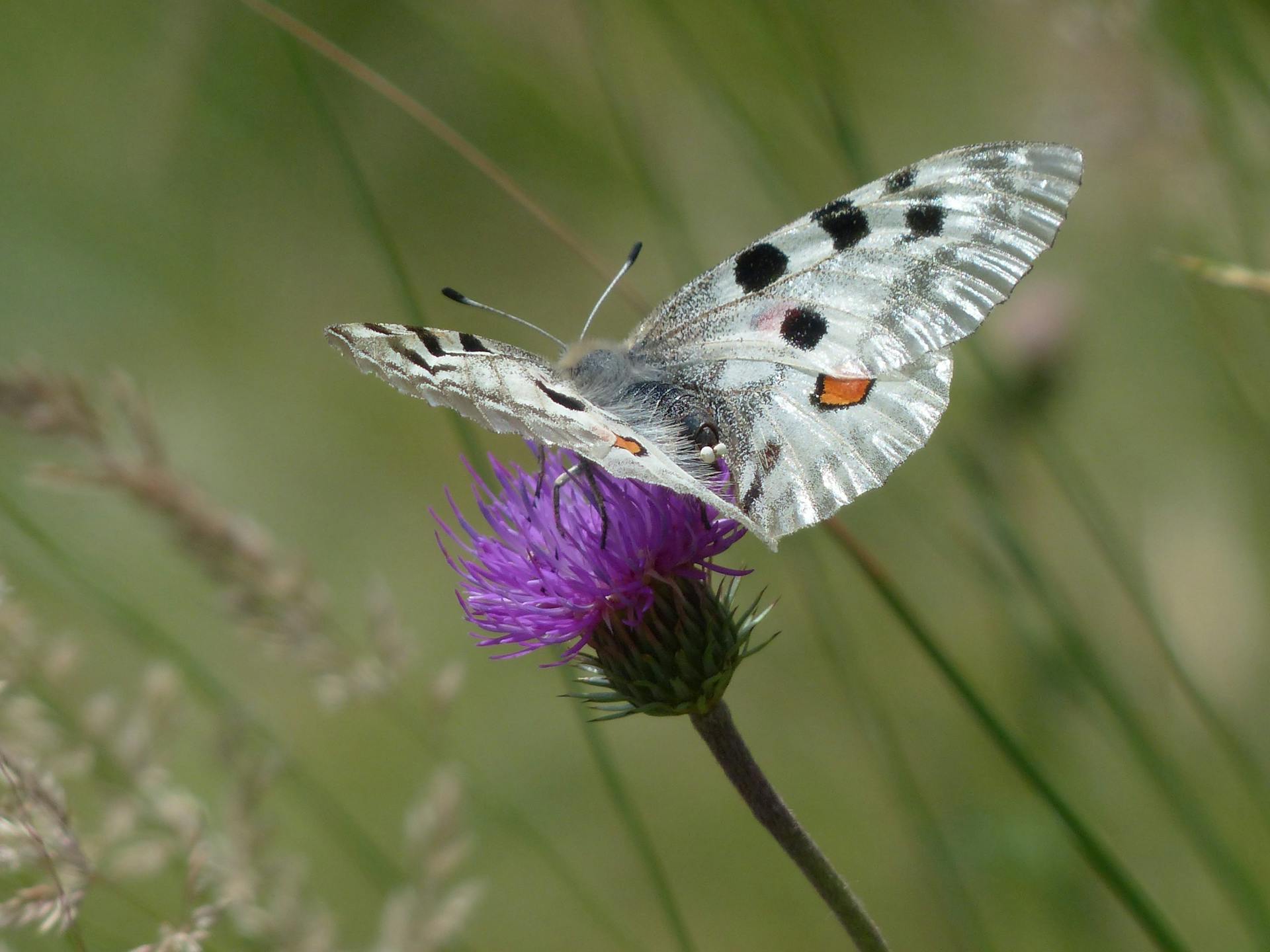 Close-up of an Apollo butterfly perched on a purple thistle with a blurred background, showcasing detailed wings.