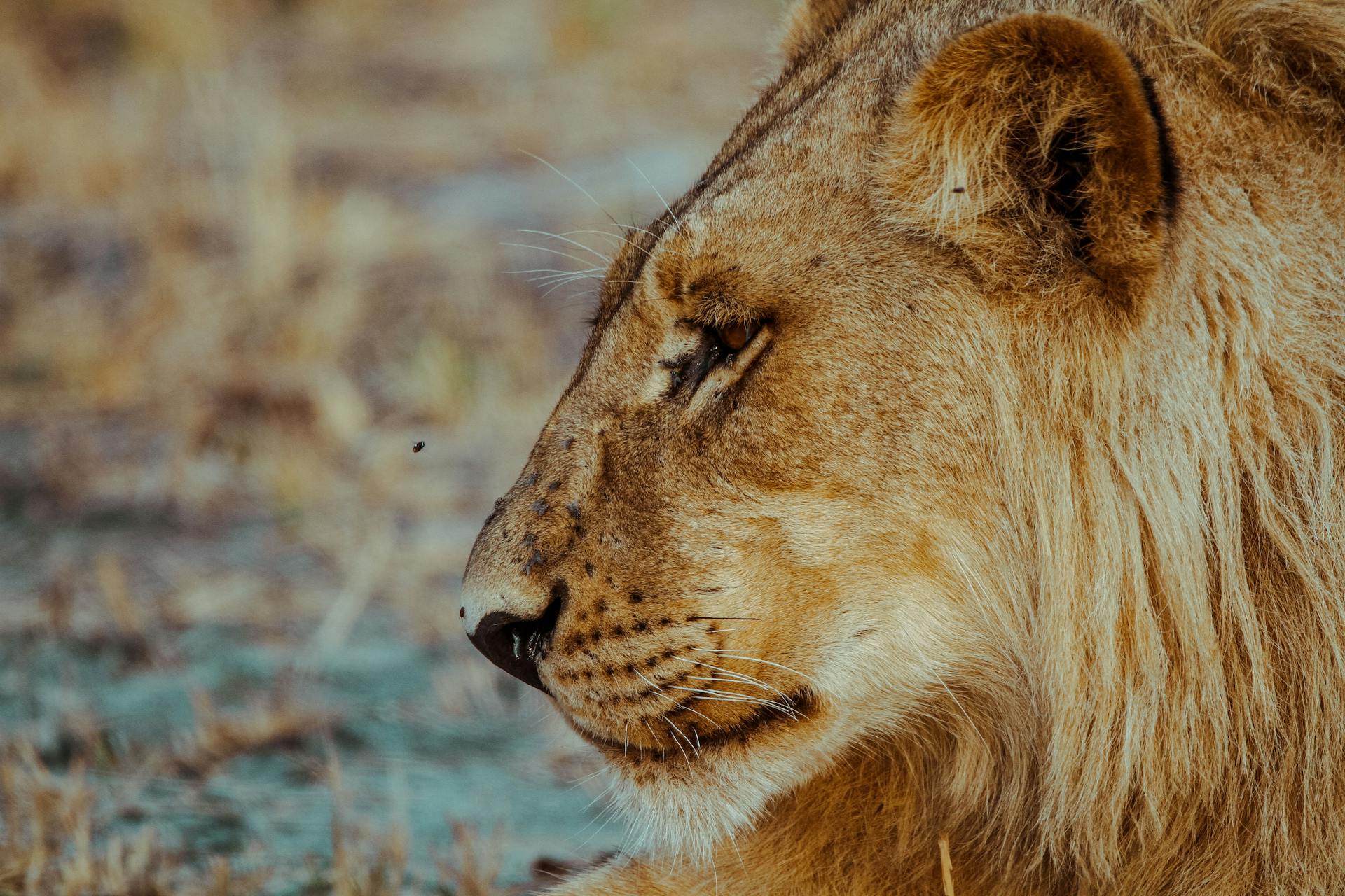 Portrait of Lion