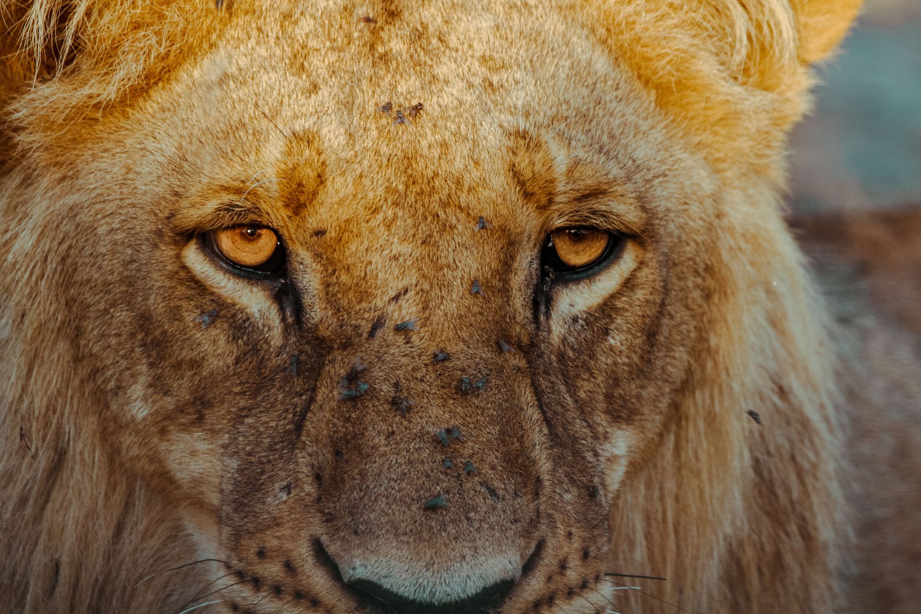 Intimate close-up of a lion's face with captivating yellow eyes and detailed fur.