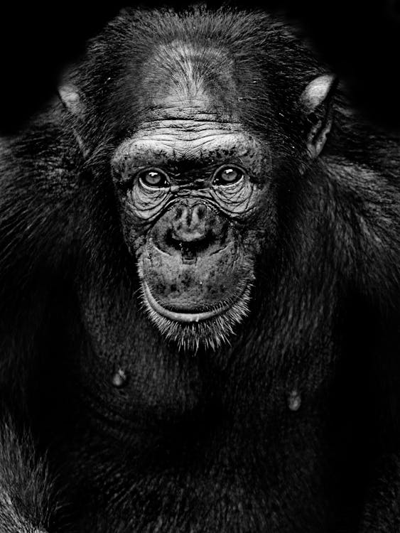 チンパンジーのモノクロ写真