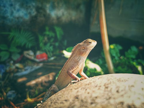 Brown Lizard on White Rock