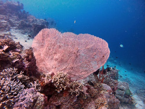 Brown Sea Creature Under Water