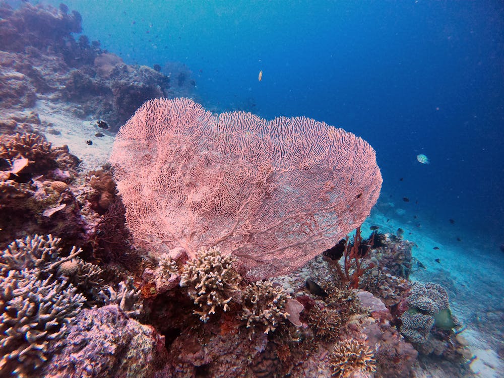 Underwater Photography of Alcyonacea
