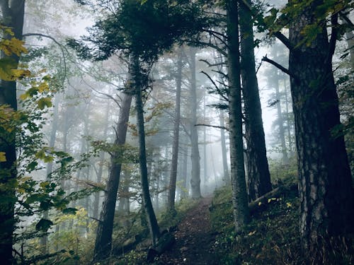 Foto profissional grátis de árvores, floresta, fotografia da natureza