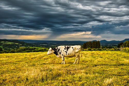 A Cattle on a Grassy Field