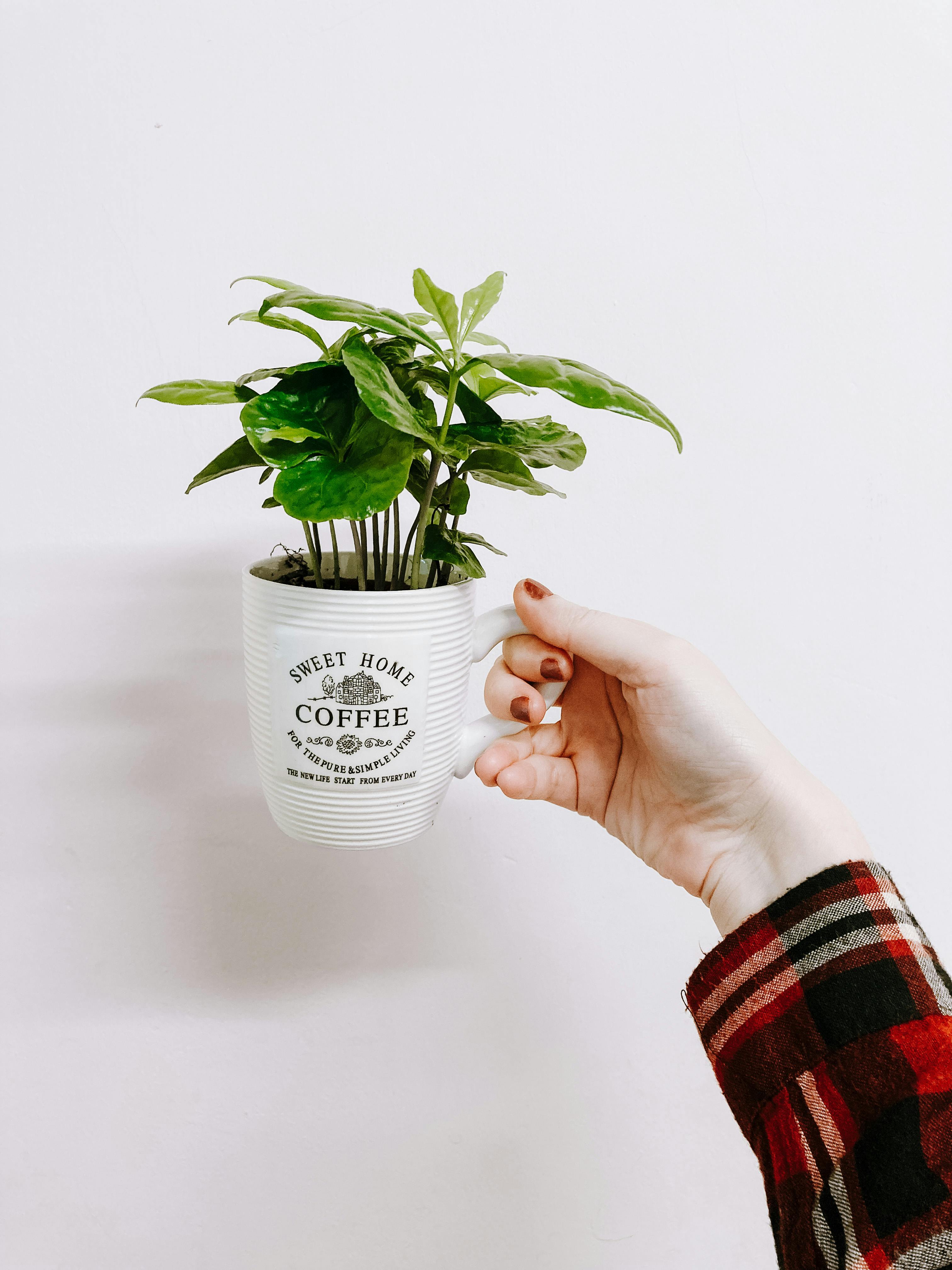 crop faceless woman holding houseplant in creative pot