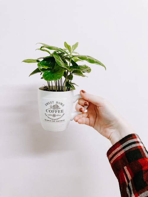 Free Crop unrecognizable female demonstrating small lush houseplant potted in white mug against white wall Stock Photo