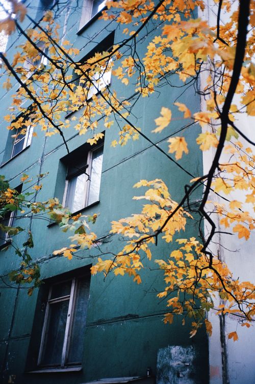 Free Low angle view of building facade with yellow maple leaves in autumn. Stock Photo