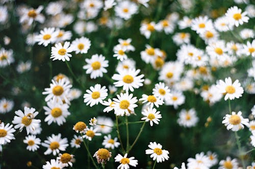 Close Up of Chamomile Flowers