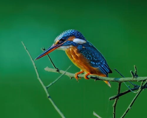 Close-Up Shot of a Common Kingfisher Bird Perched on a Twig