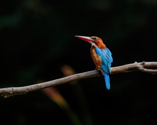 Free Close-Up Shot of a Kingfisher Bird Perched on a Twig Stock Photo