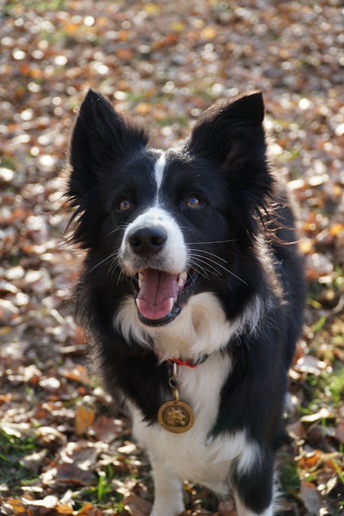 Kostenloses Stock Foto zu border collie, canidae, draußen