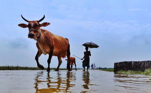 Free A farmer guides oxen through a flooded field in Nikli, Bangladesh under a clear sky. Stock Photo