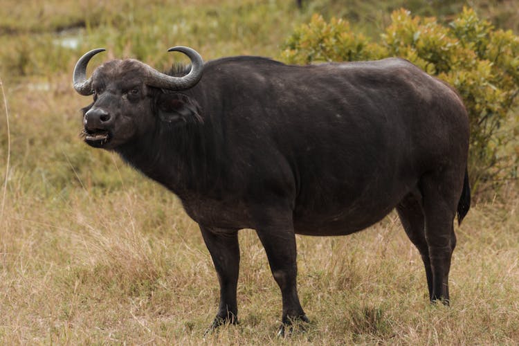 Wild African Buffalo Grazing In Field