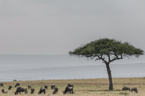 Fotos de stock gratuitas de África, afuera, al aire libre