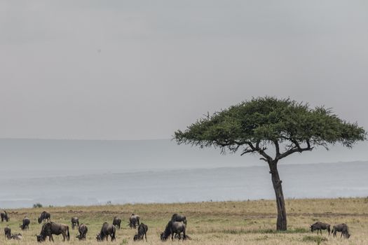 Herd of gnus grazing in savanna in daylight