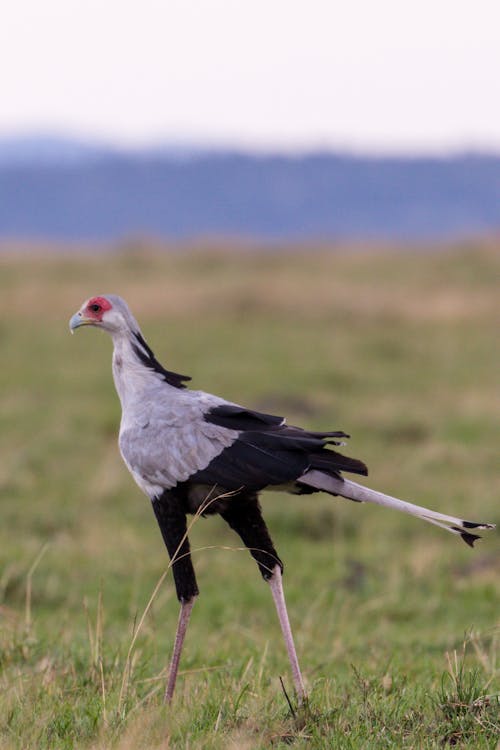 Wild secretary bird standing in green field placed in savanna and looking away in daytime