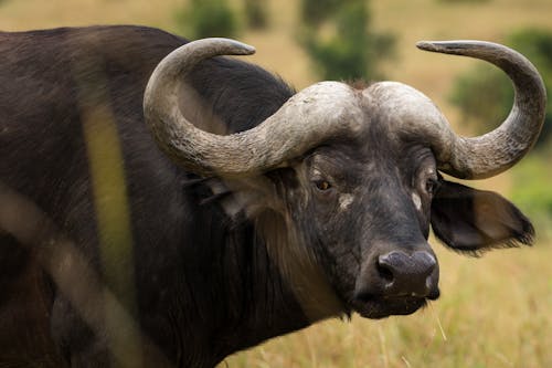 Wild African buffalo with black fur and large horns grazing in field in countryside and looking at camera in daytime
