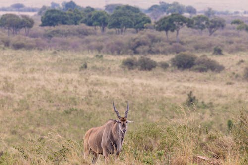 Free Eland antelope standing in field in savanna Stock Photo