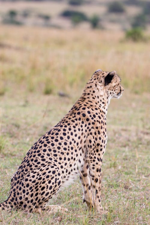 Free Cheetah sitting in field in daytime Stock Photo