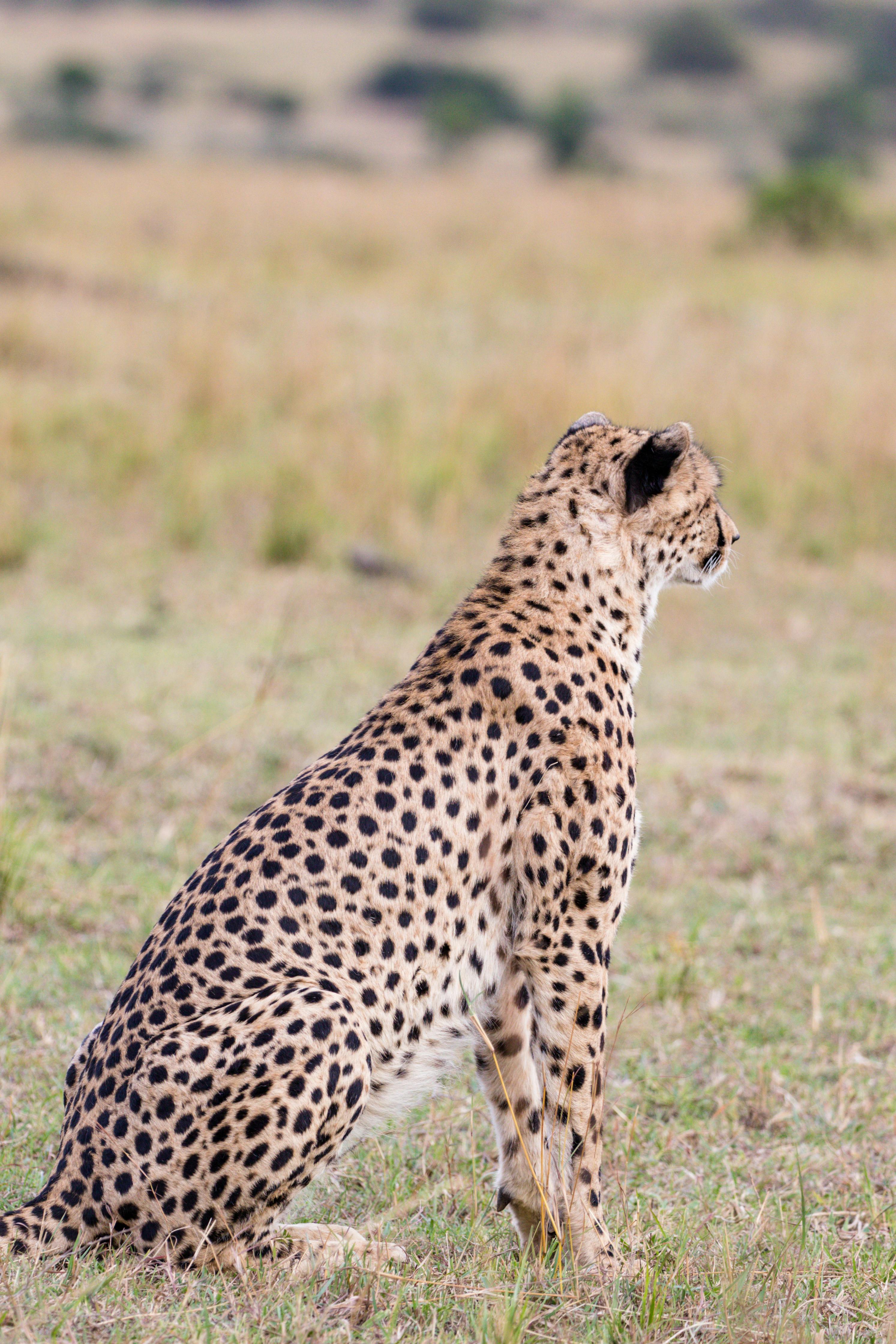 Cheetah In Meadow Background Images, HD Pictures and Wallpaper For Free  Download