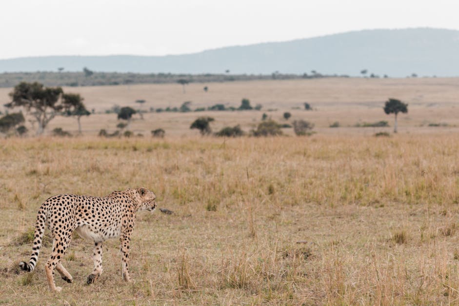 How fast can a cheetah go