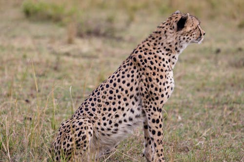 Free Wild cheetah sitting on grass in field and looking away while hunting in savanna in daytime Stock Photo