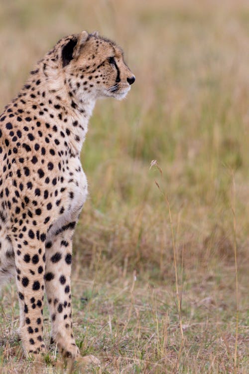 Free Wild cheetah with spotted fur observing field with dry grass while hunting in savanna in daytime Stock Photo
