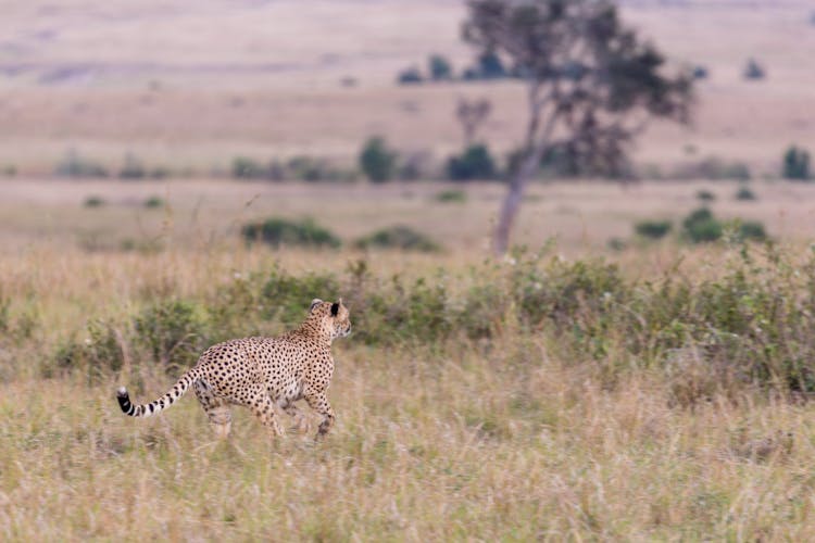 Cheetah Running In Savanna In Daytime