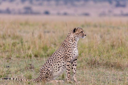 Side view of wild cheetah with spotted fur sitting in savanna and looking away