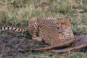 Predatory cheetah with spotted fur relaxing on grass near killed wild animal in savanna