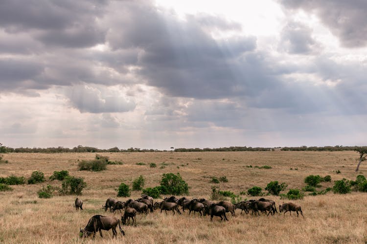 Herd Of Wildebeest Grazing In Savanna