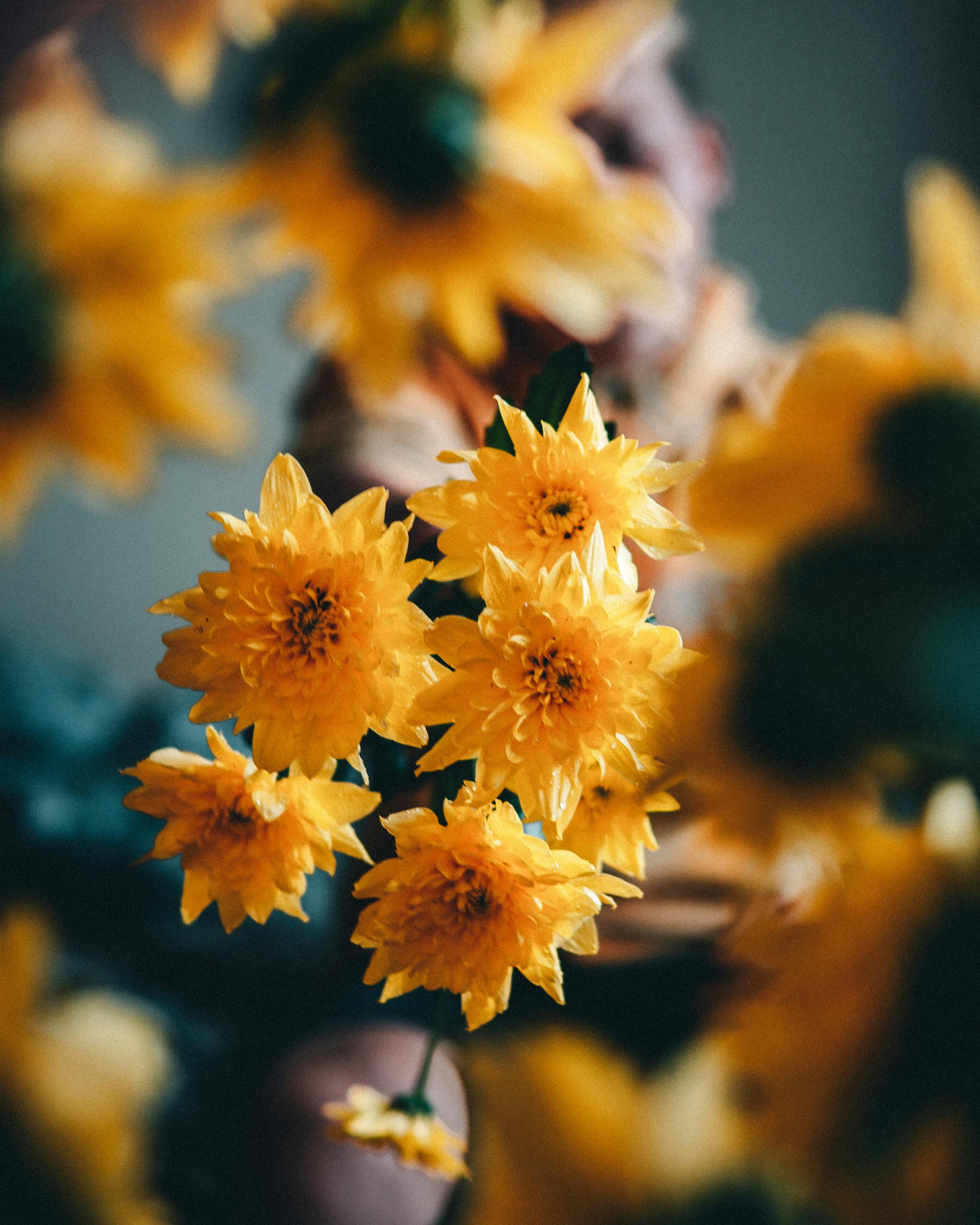 yellow flowers in close up photography