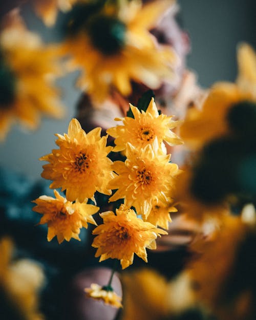 Free Yellow Flowers in Close Up photography Stock Photo
