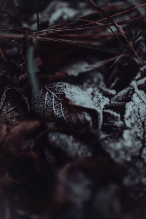 Free Close-up of frosted leaves creating a textured winter landscape. Stock Photo