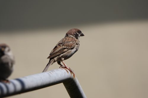 Free Detailed close-up of a sparrow on a pipe with a blurred background, showcasing natural beauty. Stock Photo