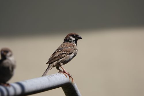 Free A detailed close-up of a house sparrow perched on a metal rail in natural lighting. Stock Photo