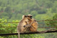 Brown and Black Monkey on Brown Wooden Fence