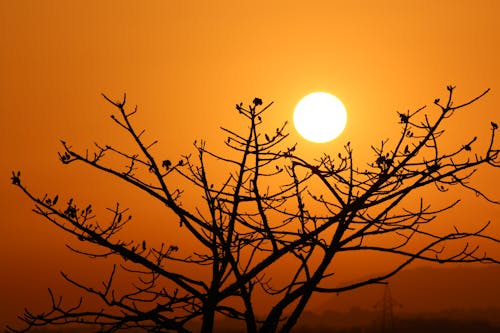 Silhouette of Bare Tree during Sunset